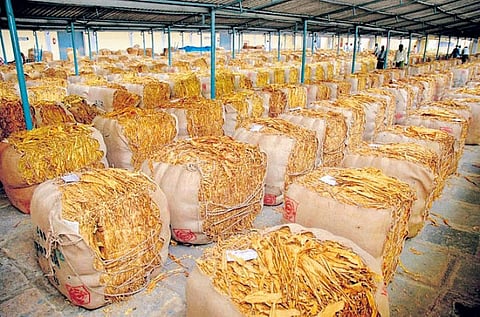 Tobacco auctions