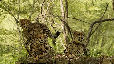 One of the cheetahs and her twin cubs.
