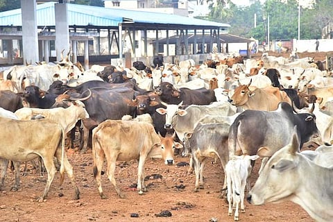 Cow