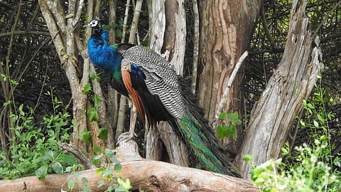 A study by a team of researchers had recorded a total of 807 individuals (1.92 individuals/km) of Indian peafowl along 420 km of road transects across the Tirupur district.