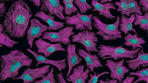 What’s the difference between a tumour and cancer?