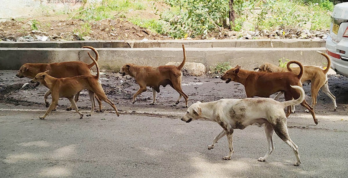 Missing stray dogs spark concern among animal lovers in Assam