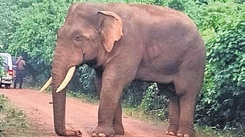 File photo of the tusker Ramu moving inside the Bharatpur reserve forest.