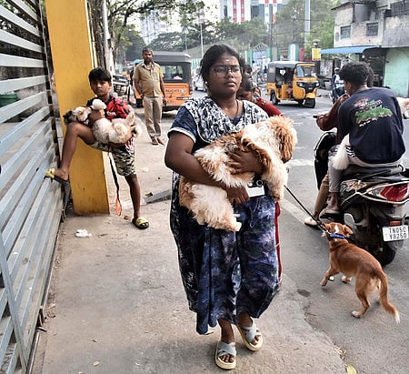 Kerala Animal Welfare Board floats action plan to address stray issue