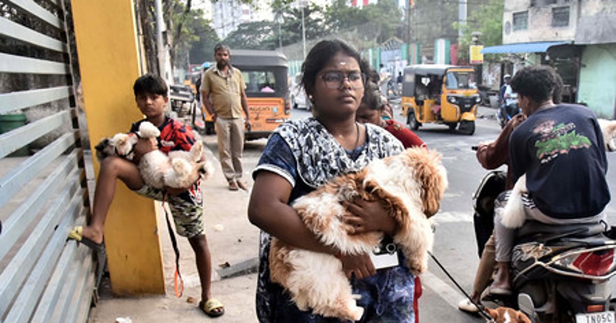 News 14 Kerala Animal Welfare Board floats action plan to address stray issue