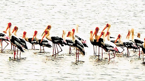 Siberian cranes at Ramalingampally of Bhoodan Pochampally mandal.