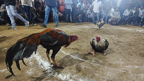 Sankranti cock fights fever hits Godavari districts. 