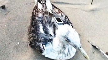 Officials examined the seagull and GPS tracker, which bears the inscription ‘Eco-Environment Science, Chinese Academy of Sciences’. 