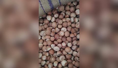 Arecanut