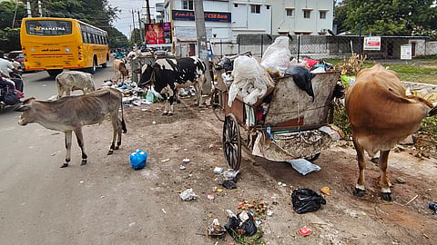 Garbage spilled out of the bin  attracts stray animals near  in Madurai.
