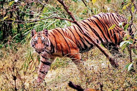 Not the year of the tiger for Madhya Pradesh