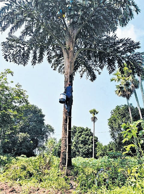 The catalyst behind this change is Dr PC Vengaiah, Senior Scientist and Head of the Pandirimamidi Horticultural Research Station.