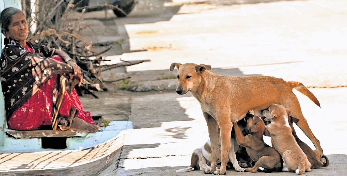 Stray dog management: Safety or welfare whose call is it anyway?