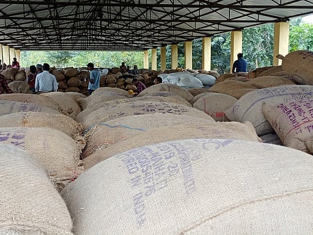 Image of paddy procurement used for representative purpose.