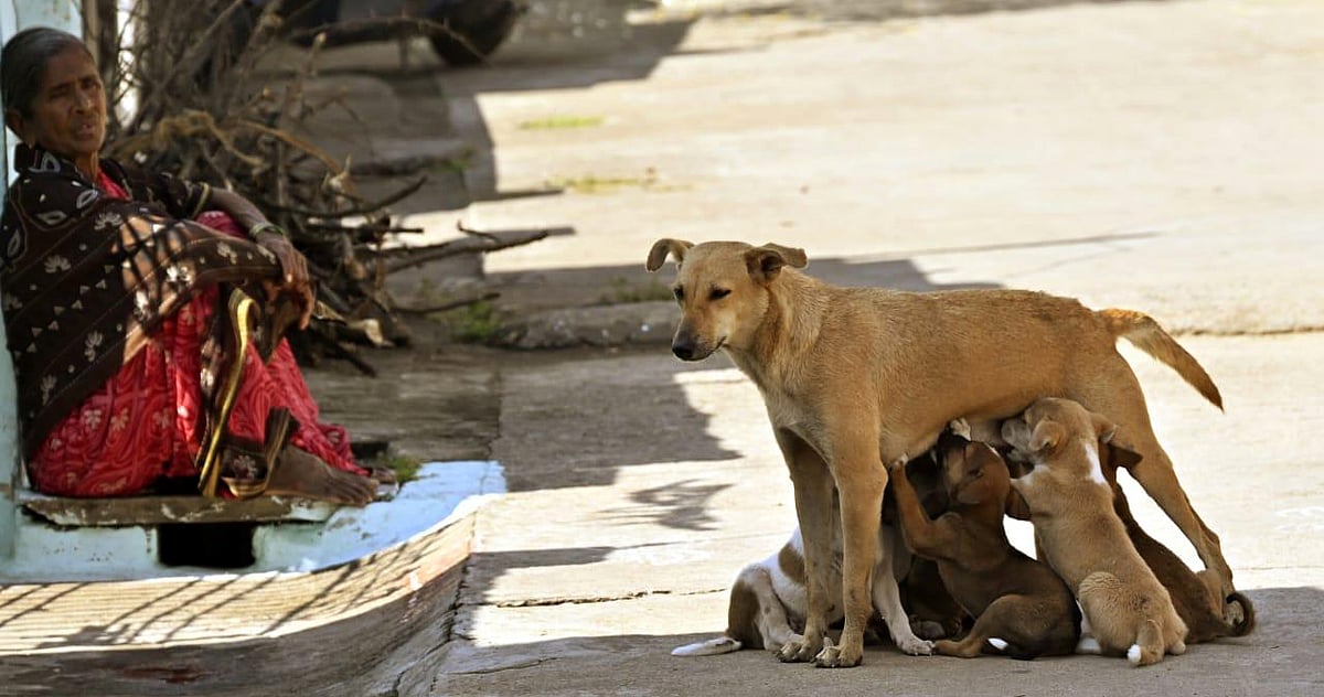 Controversy erupts at Kerala Veterinary University over stray dog feeding ban
