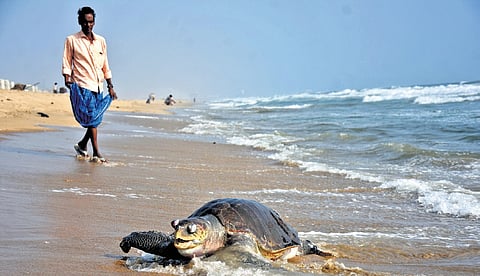 Officials say most of the turtles appear to have drowned, which suggests entanglement in fishing nets 