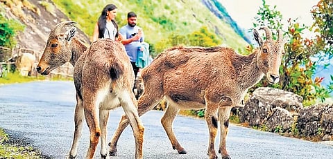Tourists heading to the hill station continue to face long hours of gridlock, especially along the Neriamangalam-Munnar stretch 