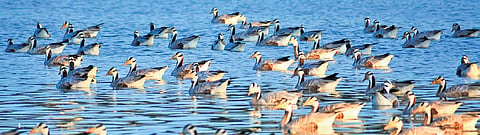 A gaggle of bar-headed geese at the Magadi Bird Sanctuary near Gadag 