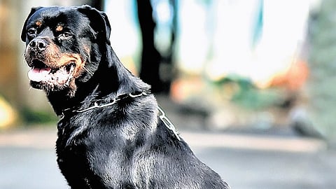 A desperate Rottweiler seen in the middle of the street on the outskirts of Chennai city on Sunday.