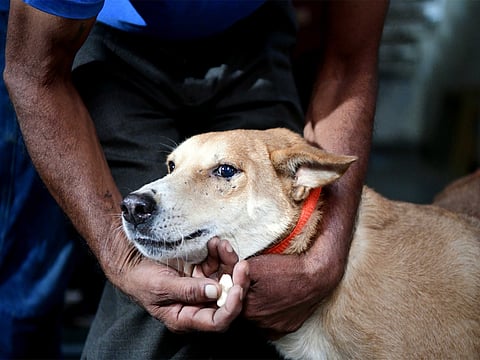 Stray dogs