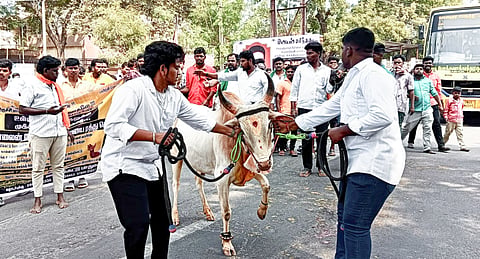 Breeders say they spend close to Rs 500 a day to feed and maintain one jallikattu bull