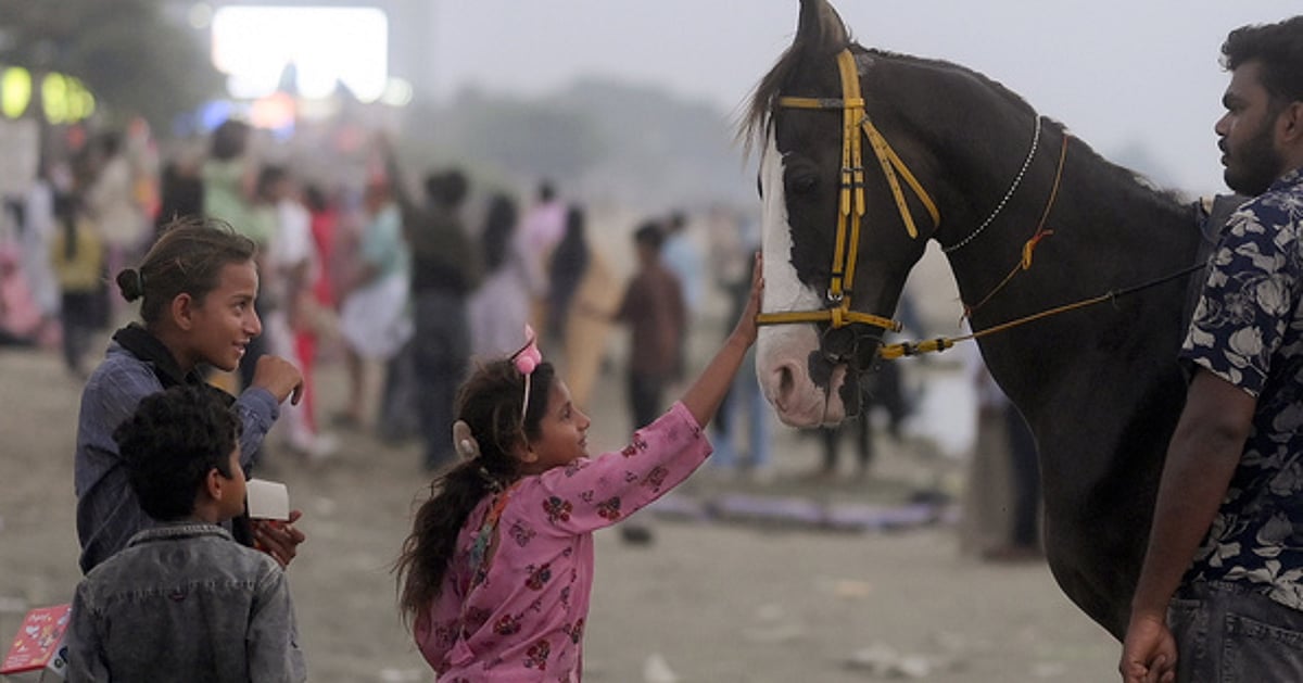News 11 Tamil Nadu government notifies strict rules to regulate joyrides on horses, other equines