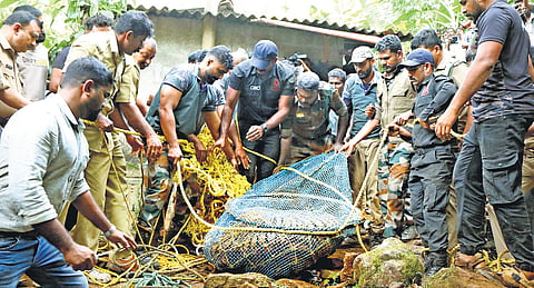 The Forest Department has intensified its investigation into the death of an adult tiger