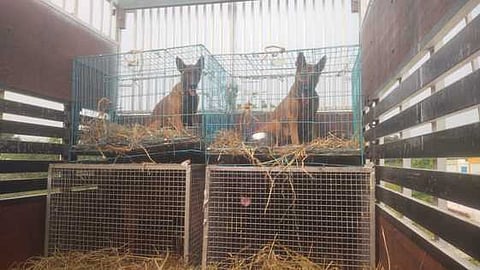 Dog shelter image used for representative purpose.