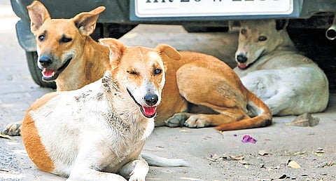 Animal welfare experts say ABC Rules only legal way to control stray dogs, rabies