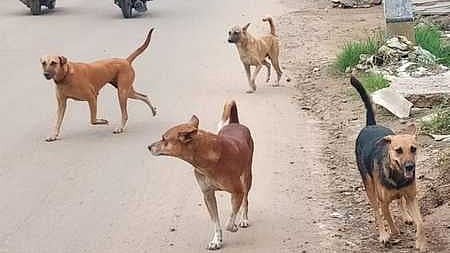 Image of stray dogs used for representational purposes only. 