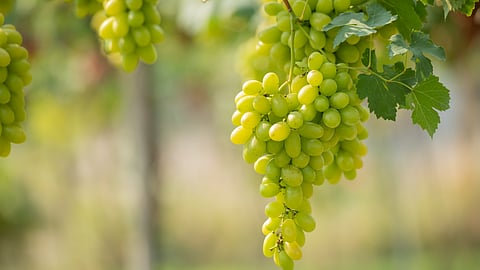 Sweet grape stories