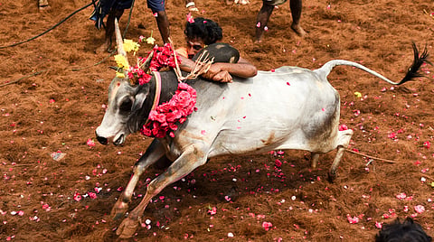Murugan stated that jallikattu is a traditional sport, and the villagers are entitled to conduct the event themselves.