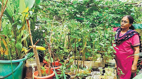 Gandhi Krishi Vigyan Kendra (GKVK) is organising an Urban Gardening Training Programme for people across all age groups, especially homemakers, so that gardening is not just a hobby.