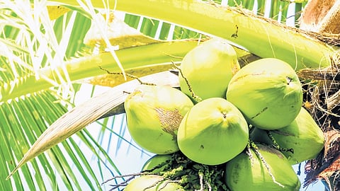  coconut 