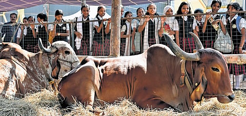 Students watching the livestock exhibition at the Southern Dairy and Food 
Conclave at the Calicut Trade Centre on Thursday 