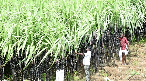 Sugarcane field 