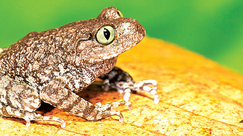 Soman’s Slender Arm Frog
