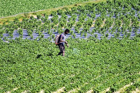 Agriculture 