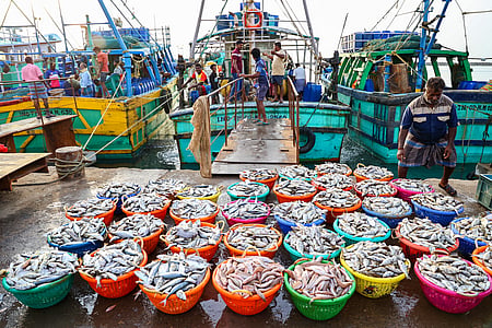 Exports up, but earnings down in seafood boom