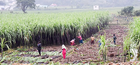 CM Shivakumar said a meeting had been held until late night to discuss the problems faced by sugarcane growers and sugar factories. 
