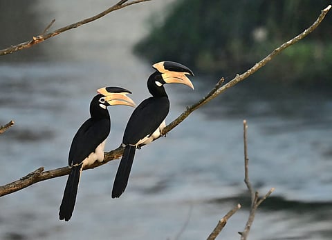 A pair of Malabar pied hornbills at the Hornbill Conservation Reserve