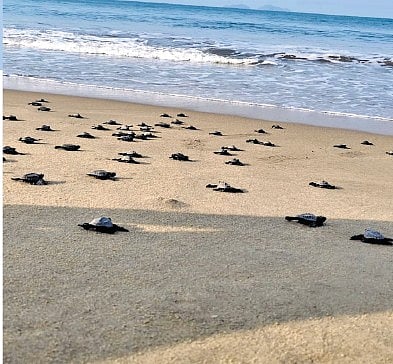 olive ridley