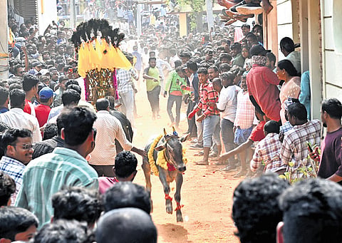 Jallikattu being organised at Pullaiahgaripalle in Tirupati district on Friday to mark Kanuma.