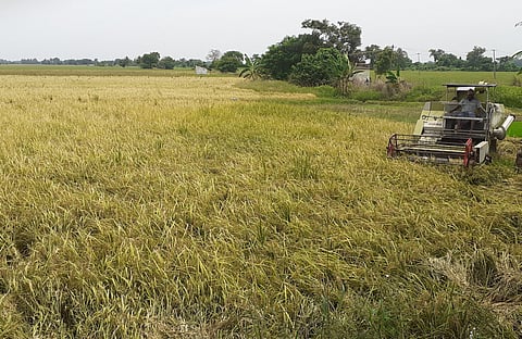 Paddy being harvested in a village.