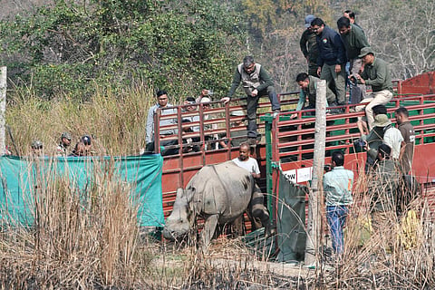 The calves had been under intensive care at the CWRC for over four years. 