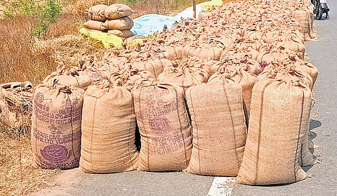 According to official figures, the State fixed a total procurement target of 50.42 lakh metric tonnes (MTs) for the season. 