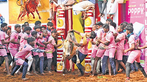 Over the years, bulls, including guru (above), trained by Keerthana have won over 500 times at jallikattu events, including Avaniyapuram, Palamedu & Alanganallur 