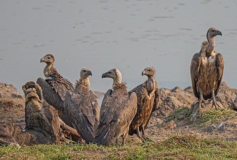 A group of white-rumped vultures.