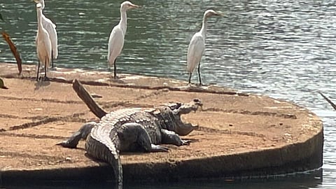The crocodile movement was spotted around 10 km from the Pechiparai dam. 