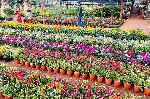 From ornamental varieties to high-value exotic species, Kadiyam today stands tall on the global horticulture map.